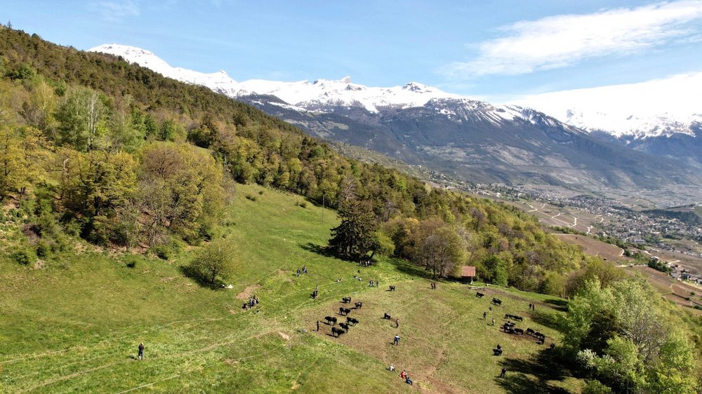 inalpe-genisses-mai-2021