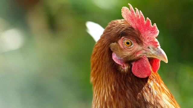 Grippe aviaire: empêchez tout contact entre vos poules et les oiseaux sauvages jusqu'au 15.02.2023