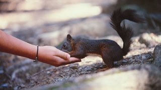 Découvrir la biodiversité de nos forêts: balade sur le Chemin des écureuils