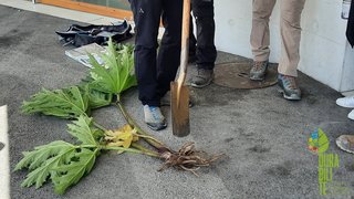 Lutte contre les plantes envahissantes: projet d’envergure sur la Commune de Crans-Montana